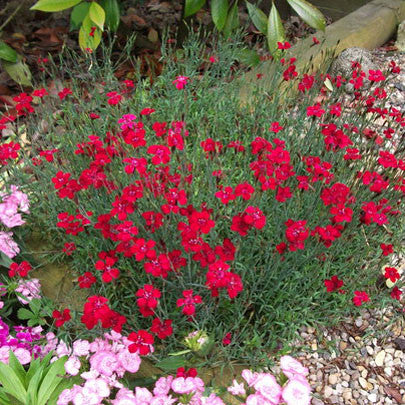Dianthus &#39;Flashing Lights&#39;