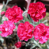 Dianthus 'Frost Fire'