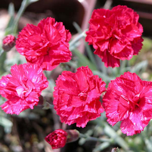 Dianthus &#39;Frost Fire&#39;