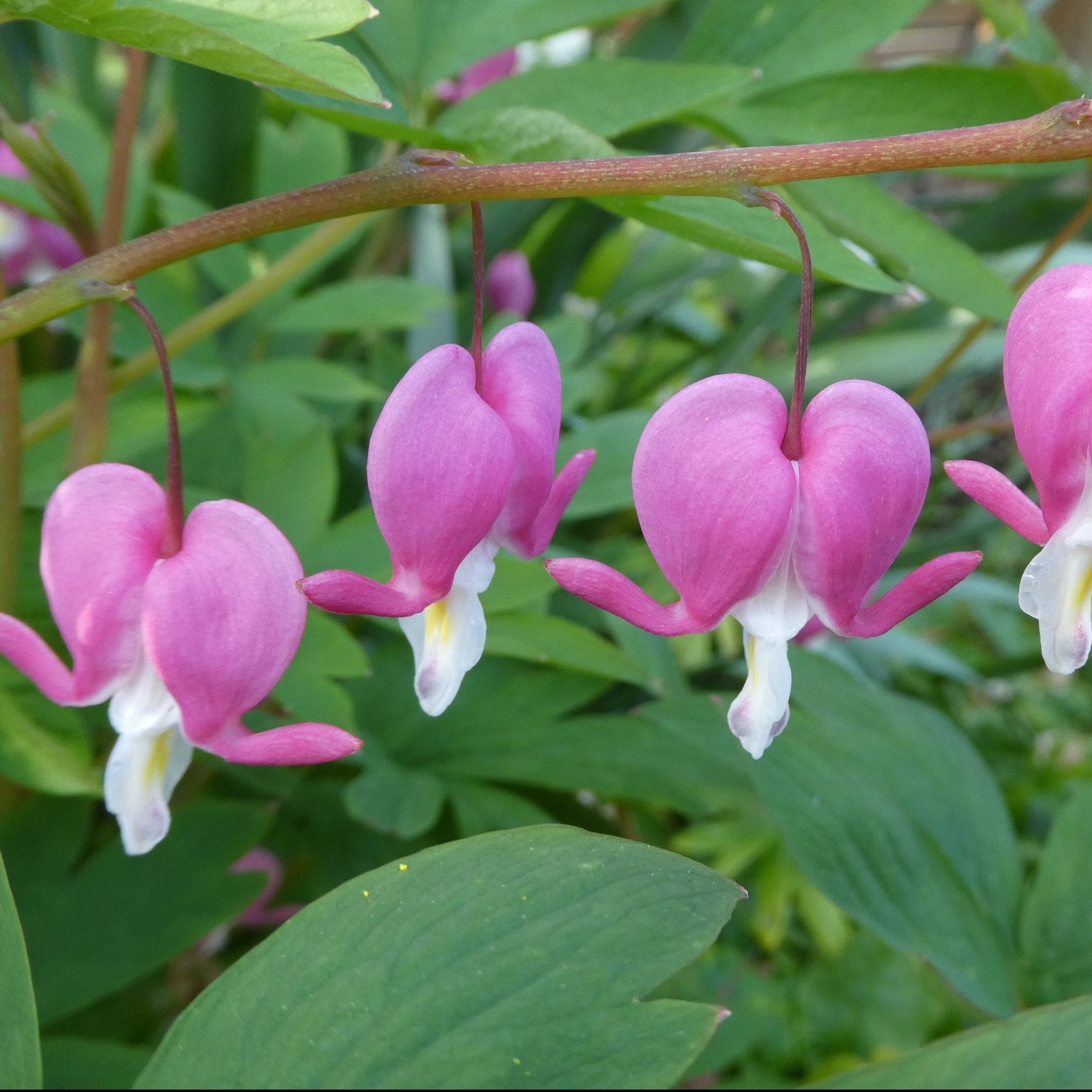 Pink Bleeding Heart
