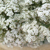 Festival star Baby's Breath