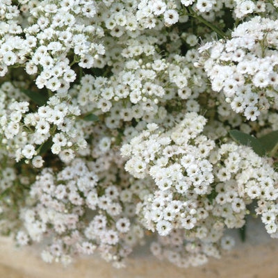 Festival star Baby's Breath