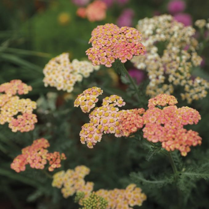 Firefly Peach Sky Yarrow