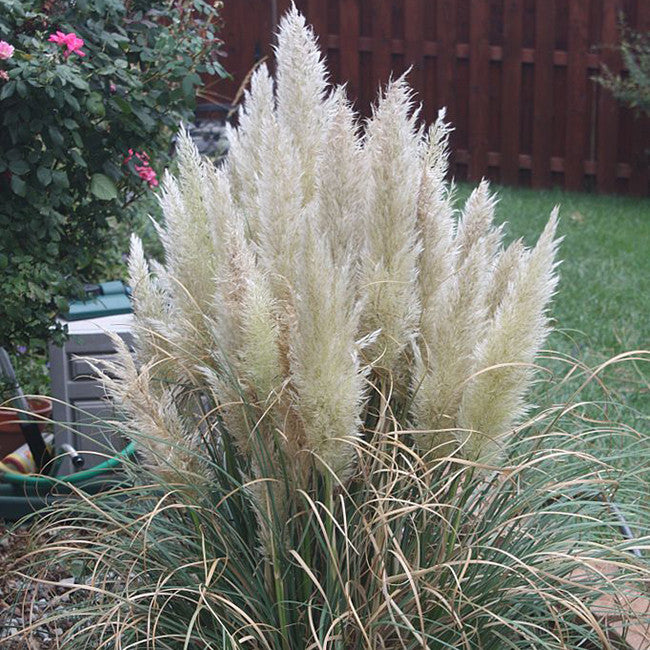 Dwarf Pampas Grass 'Pumila'