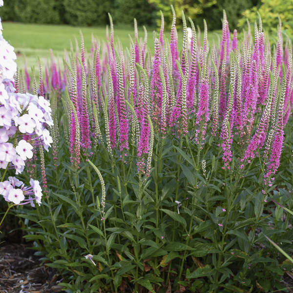 Veronica &#39;Perfectly Picasso&#39;