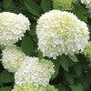 Limelight' Hardy Hydrangea