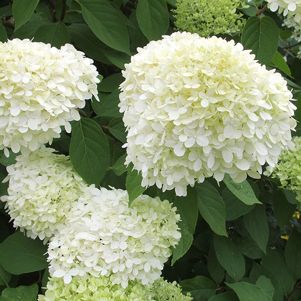 &#39;Limelight&#39; Panicle Hydrangea