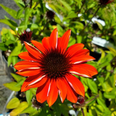Echinacea ‘Sombrero Sangrita’