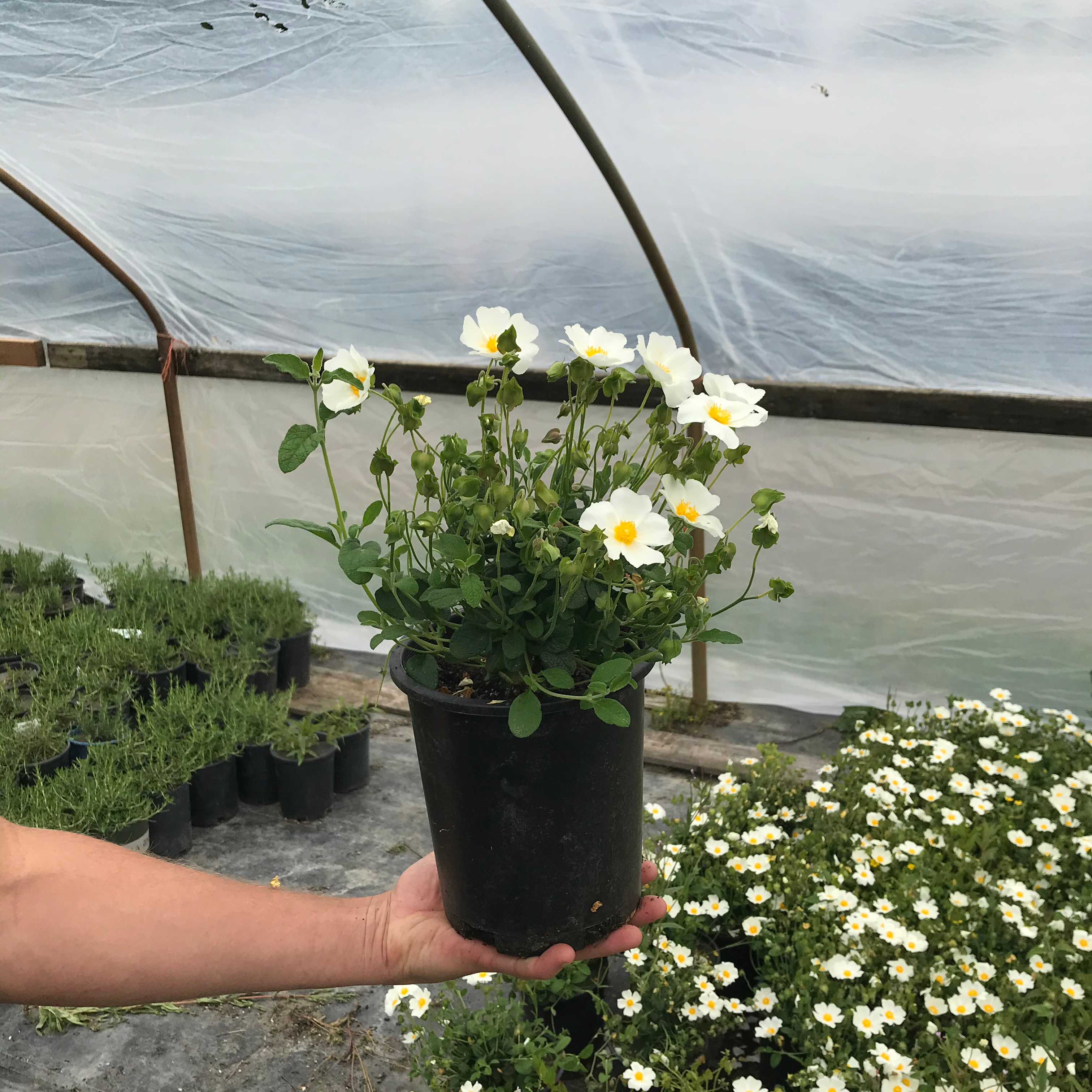 Sageleaf Rockrose