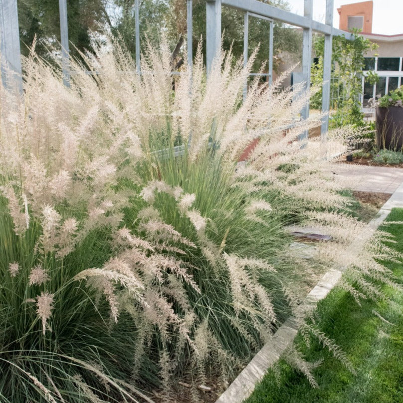 Lindheimer's Muhly Grass