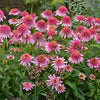 Echinacea 'Butterfly Kisses'