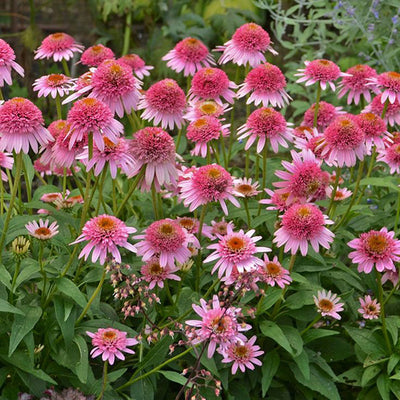 Echinacea 'Butterfly Kisses'