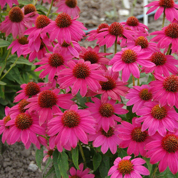 Echinacea &#39;PowWow Wildberry&#39;