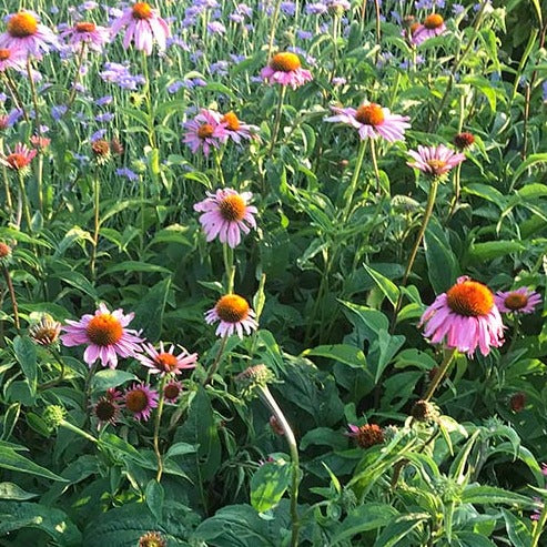 Purple Echinacea