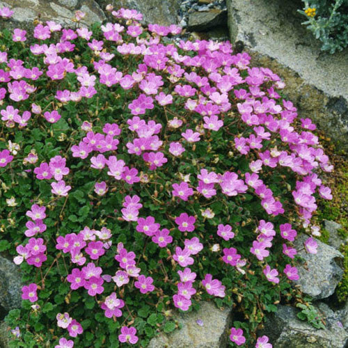 Erodium 'Bishop's Form'