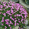 Erodium 'Bishop's Form'