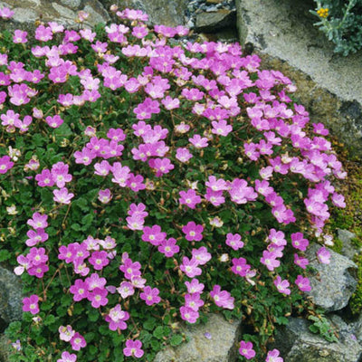Erodium 'Bishop's Form'