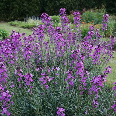 Erysimum Bowle&#39;s Mauve