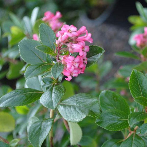 Escallonia &#39;Pink Princess&#39;