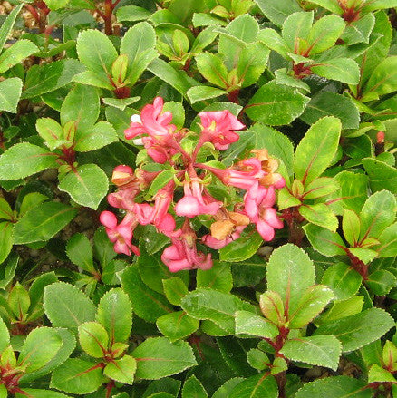 Dwarf Escallonia