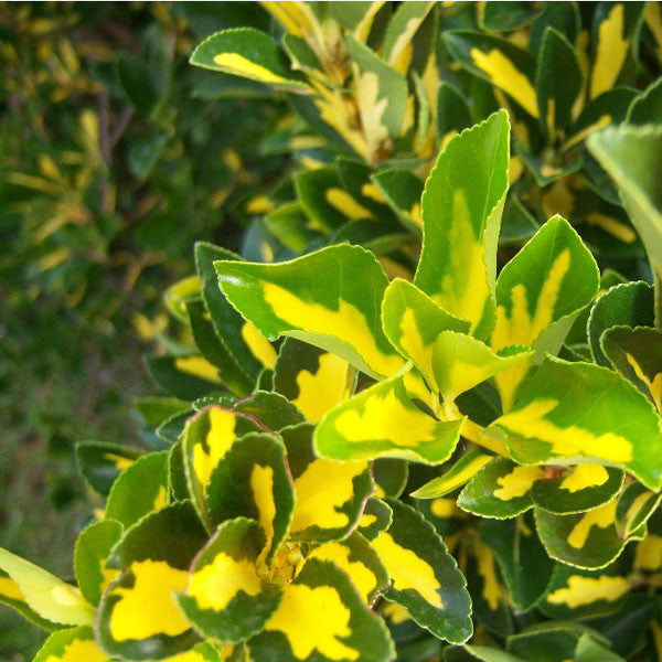 Euonymus &#39;Gold Spot&#39;