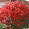 Dwarf Burning Bush