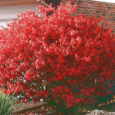 Dwarf Burning Bush
