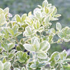 Euonymus Silver Queen