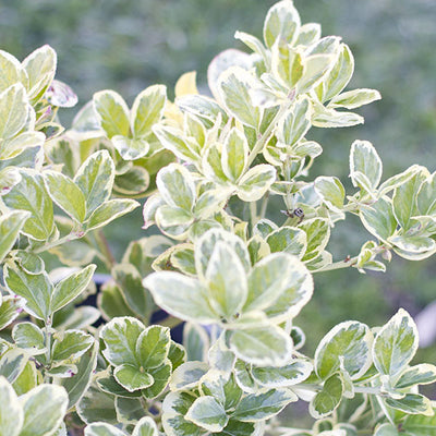Euonymus Silver Queen