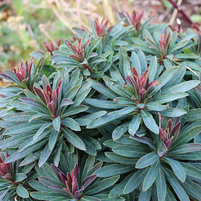 Euphorbia 'Tiny Tim'