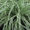 Everest Weeping Sedge