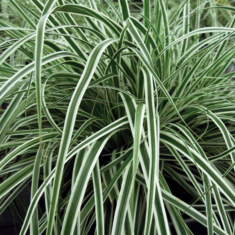Everest Weeping Sedge
