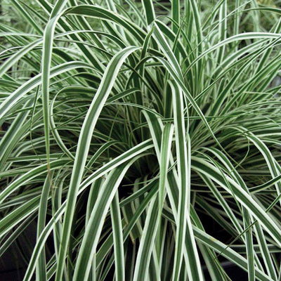 Everest Weeping Sedge