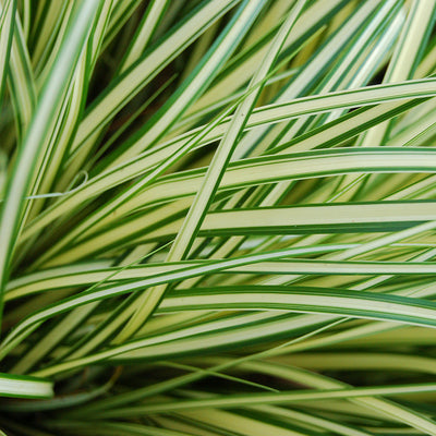 Carex oshimensis 'Evergold'