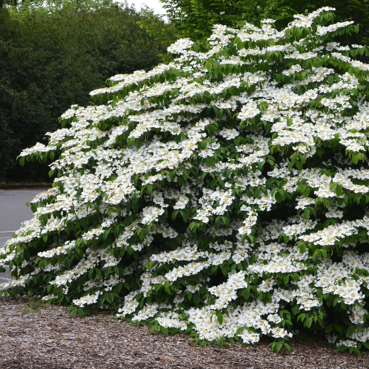Viburnum Shasta