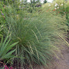 Atlas Fescue Grass