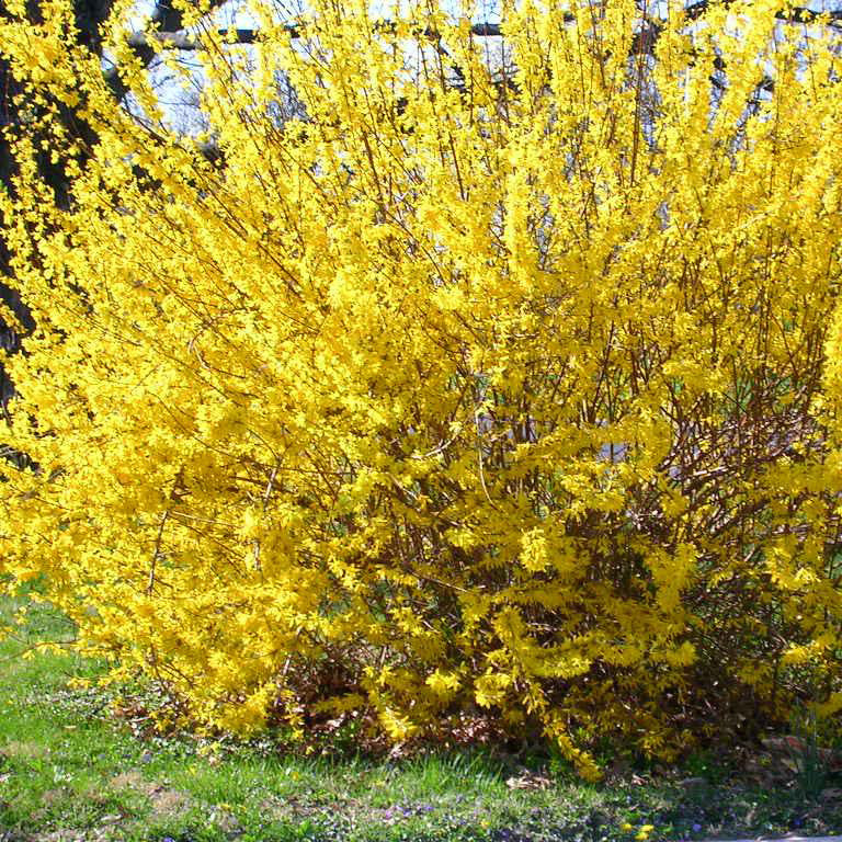 Forsythia &#39;Kumson&#39;