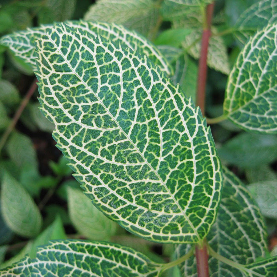 Forsythia &#39;Kumson&#39;