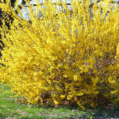 Forsythia 'Kumson'