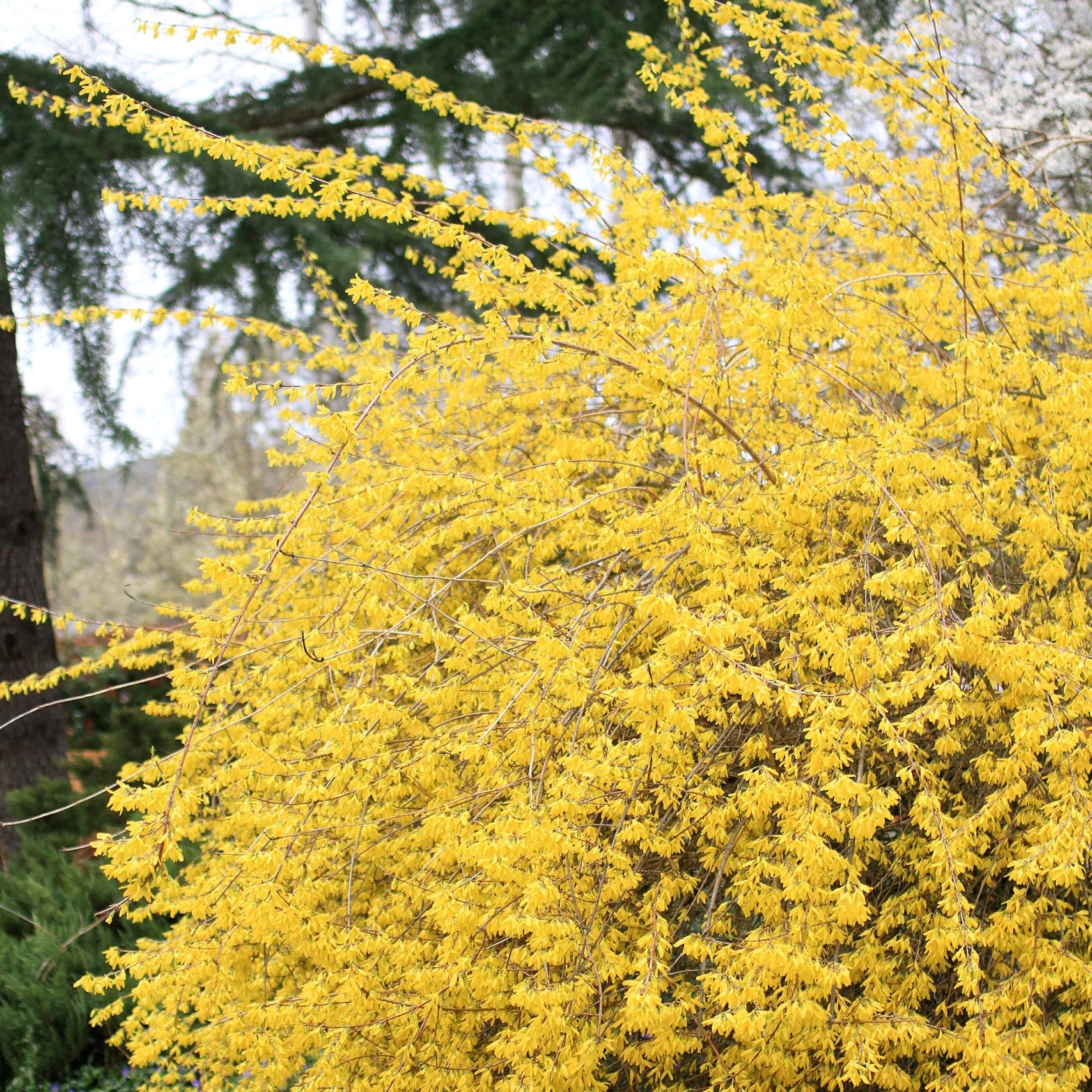 Northern Gold Forsythia