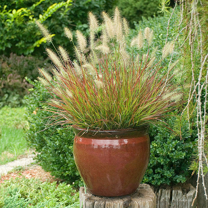 Fountain Grass 'Burgundy Bunny'
