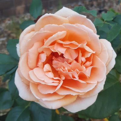 Just Joey® Rose
