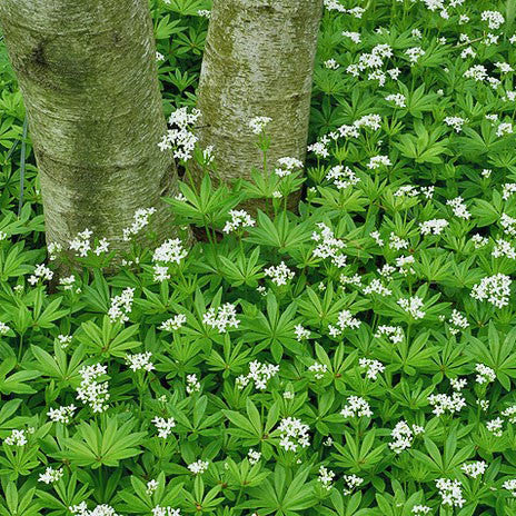 Sweet Woodruff