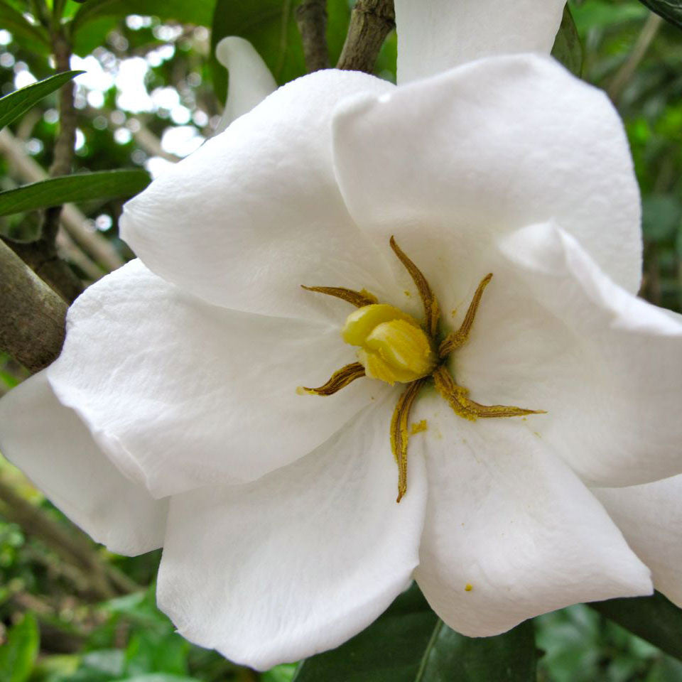 Gardenia 'Chuck Hayes'