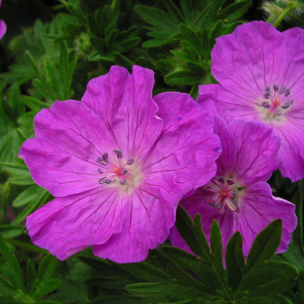 Bloody Cranesbill