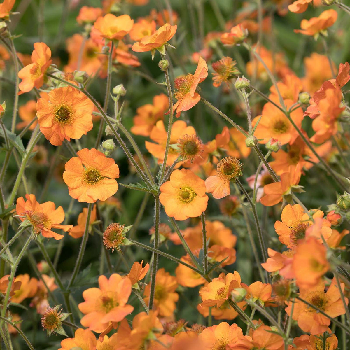 Geum &#39;Totally Tangerine&#39;