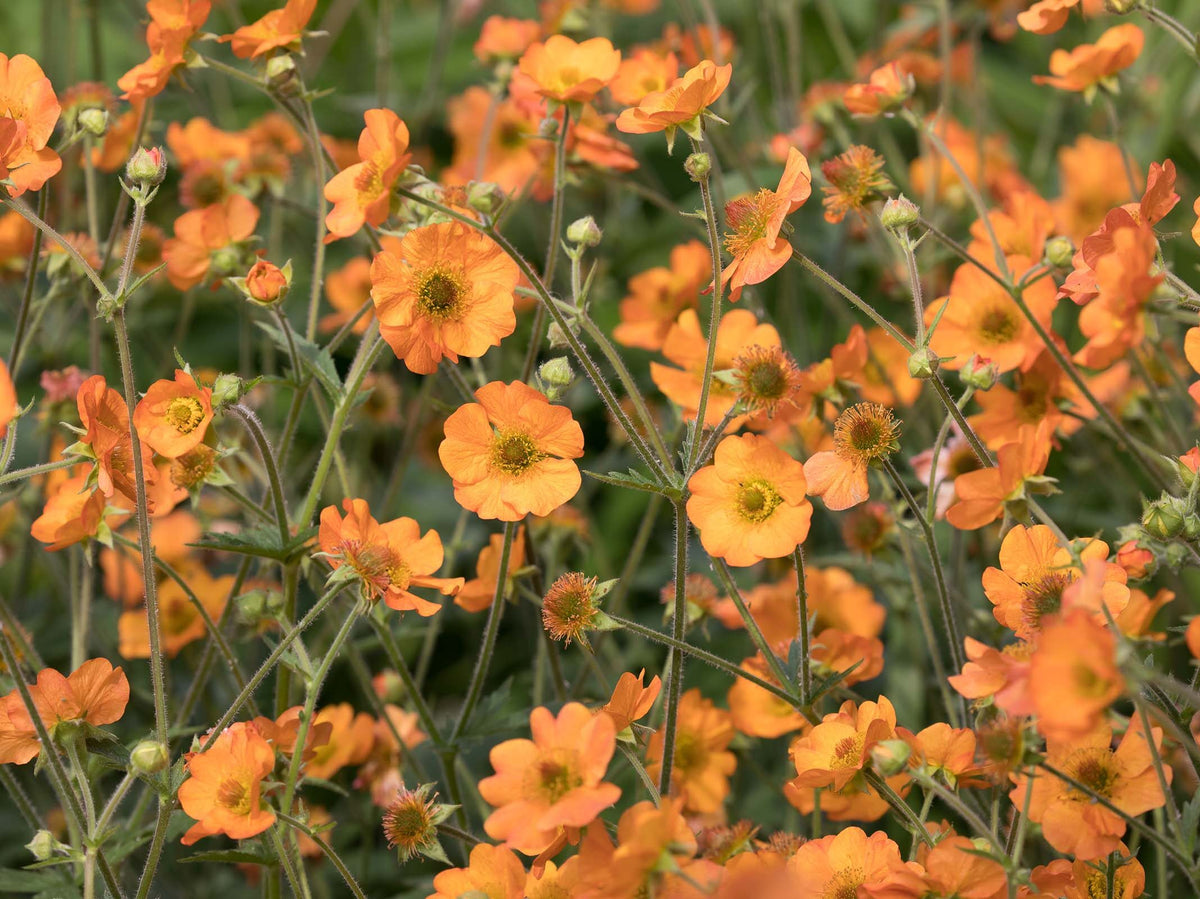 Geum &#39;Totally Tangerine&#39;