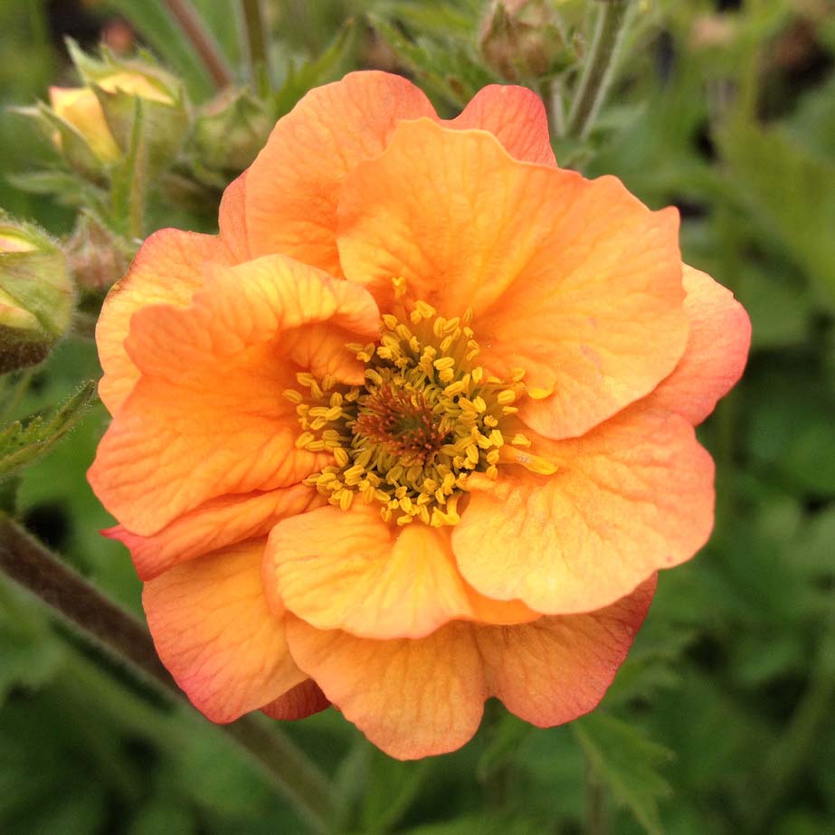 Geum &#39;Totally Tangerine&#39;