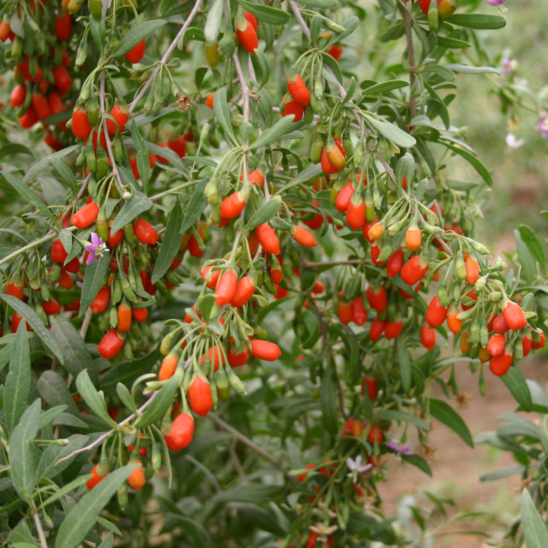 Goji Berry