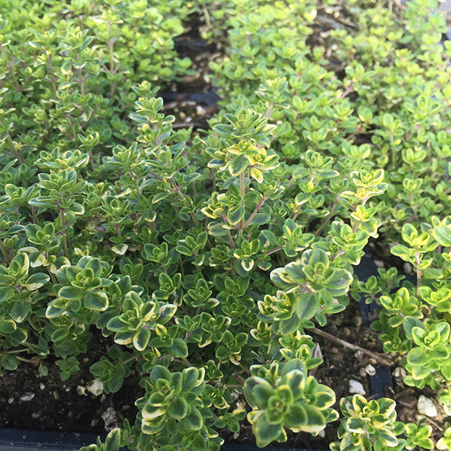 Golden Lemon Thyme